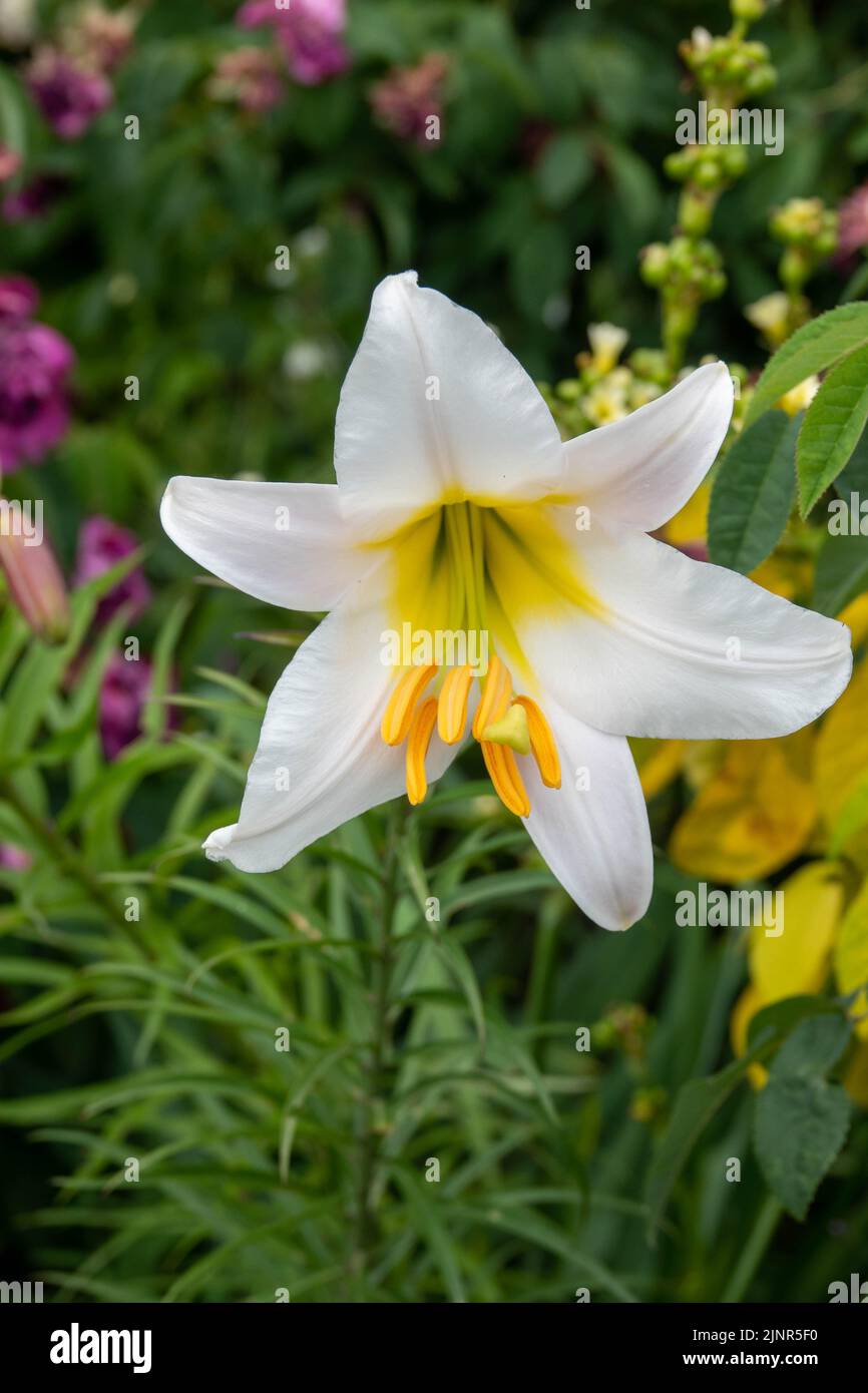 white trumpet shaped flowers of the royal lily Stock Photo
