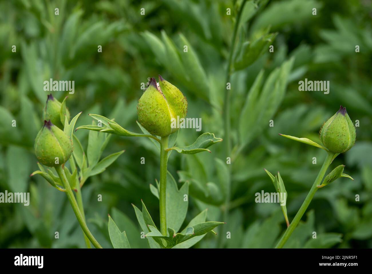 buds of the cosmos bipinnatus plant about to bloom Stock Photo