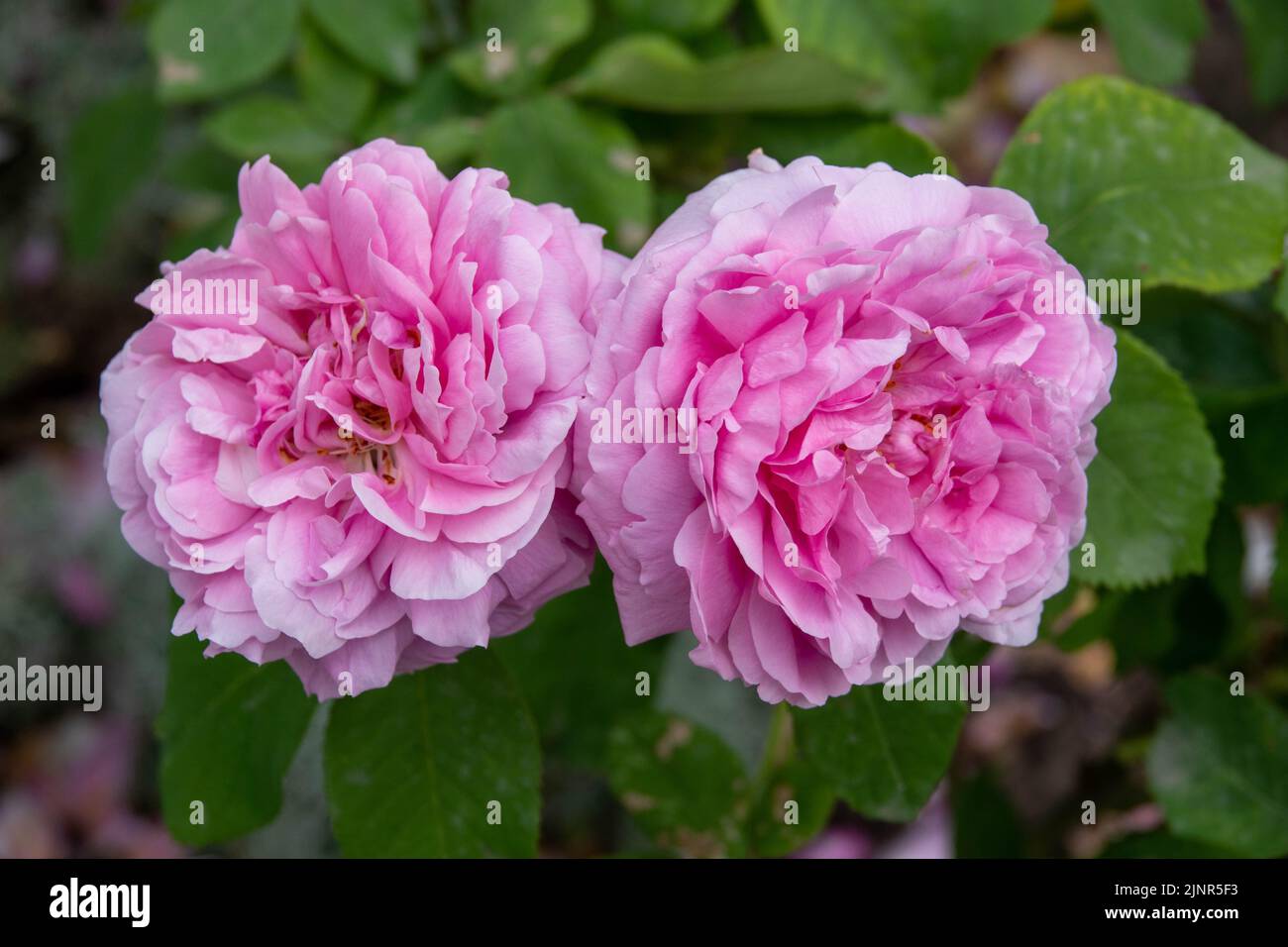 beautiful pink rose flower heads Stock Photo
