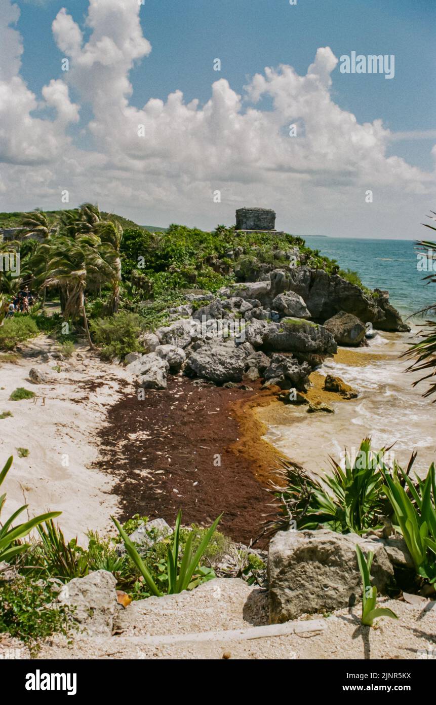 Excessive amounts of sargassum seaweed line the coast underneath Tulum's Archaeological Zone. Stock Photo