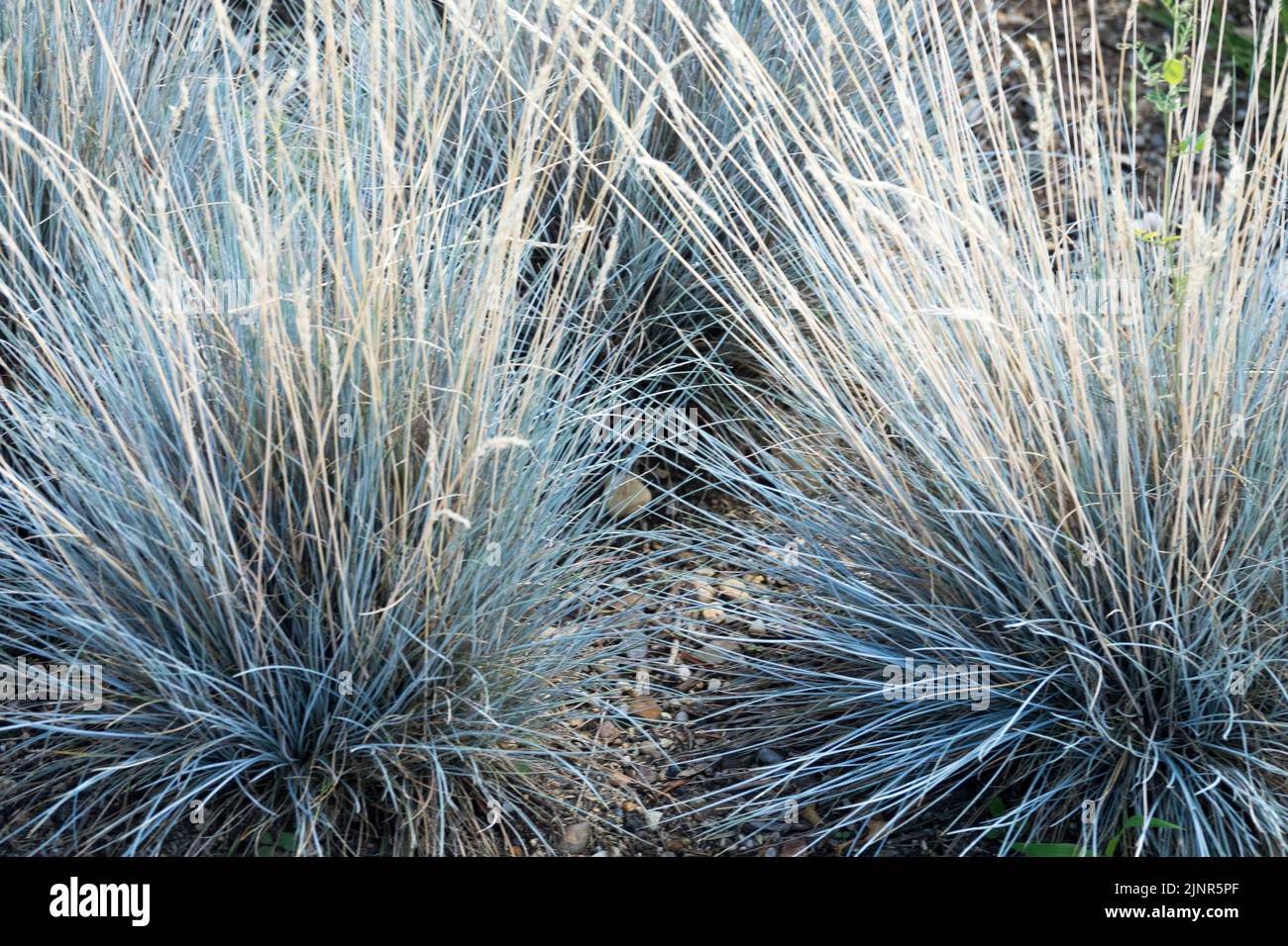 Blue Fescue grass, Festuca 'Blauglut', Hardy Perennial Plant Stock Photo