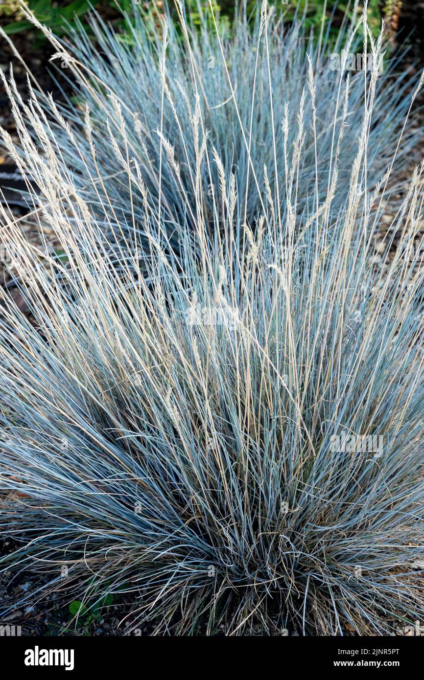 Blue Fescue grass, Festuca 'Blauglut' syn. 'Blue Glow', Hardy Grass, Garden Festuca glauca Stock Photo