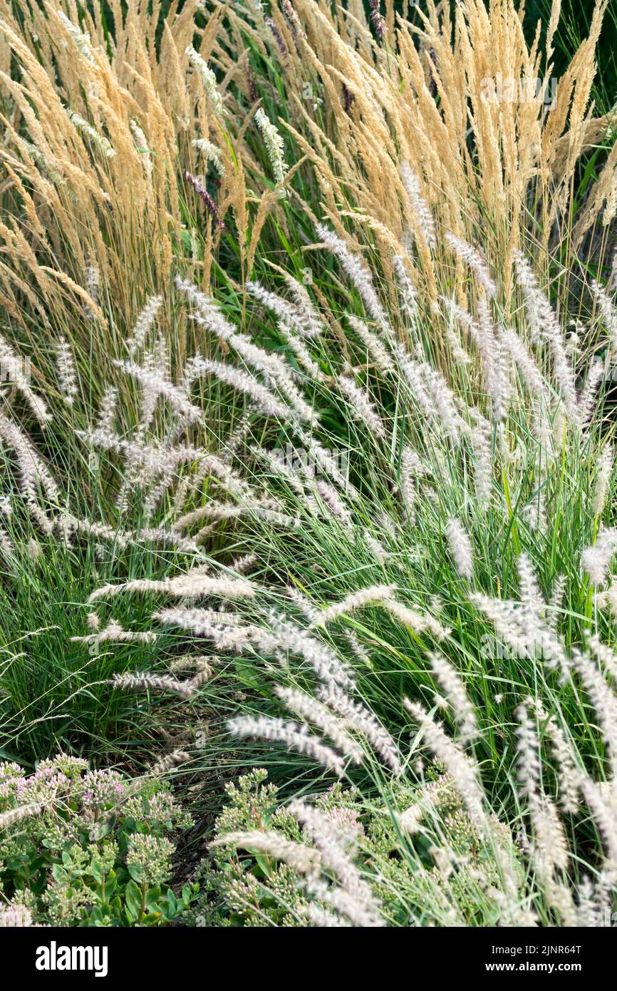 Oriental fountain grass, Cenchrus orientalis 'White Fountaingrass' Pennisetum orientale fountain grass Garden Stock Photo