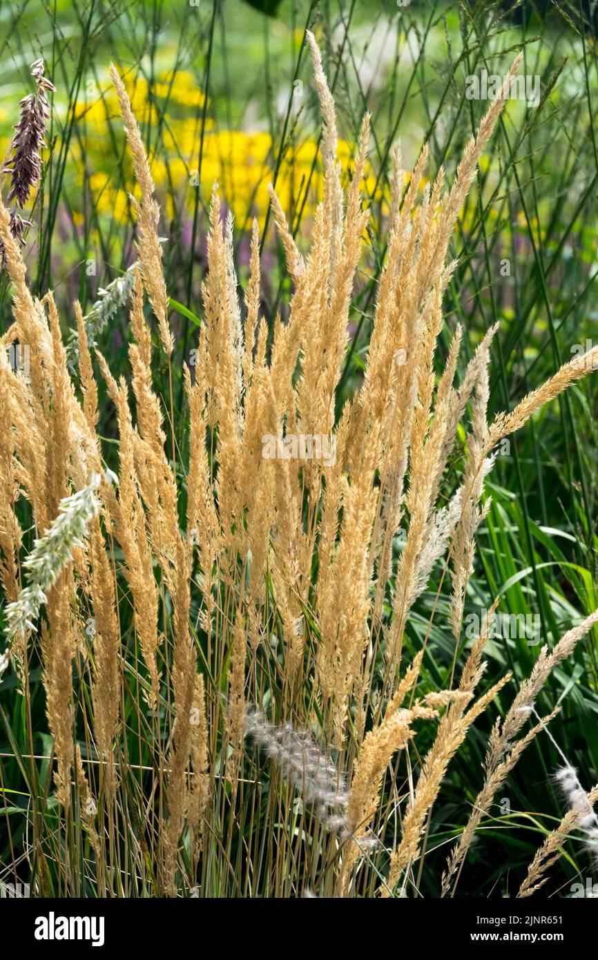 Feather Reed Grass, Calamagrostis x acutiflora "Eldorado Stock Photo