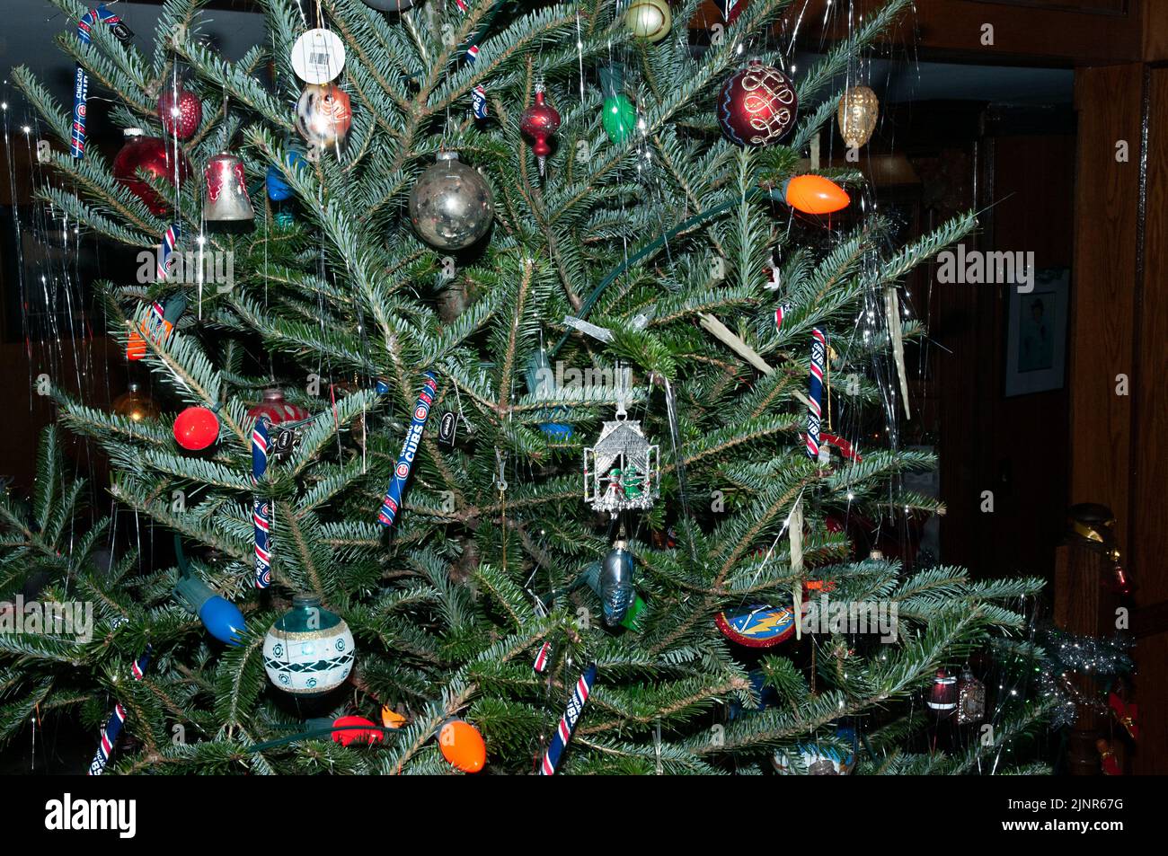 Large Christmas tree in living room. Stock Photo