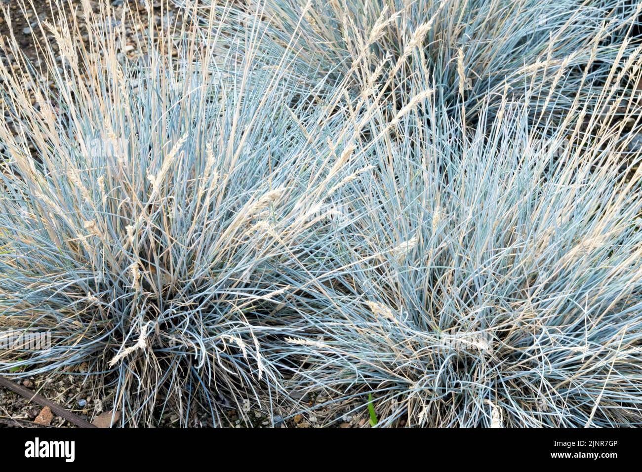 Festuca valesiaca, Blue Festuca, Hardy Fescue, Grass, Ornamental, Garden, Plant Stock Photo