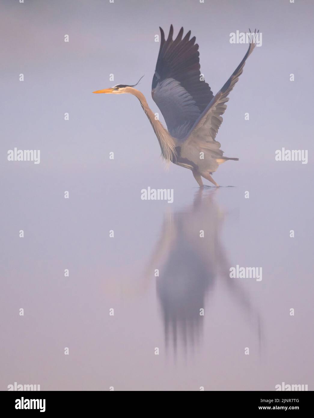 Great Blue Heron (Ardea herodias). The sun rises on a foggy morning in Myakka River State Park, Florida. Stock Photo