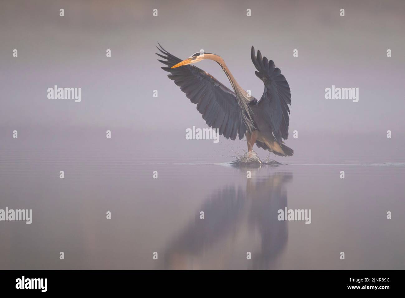 Great Blue Heron (Ardea herodias). The sun rises on a foggy morning in Myakka River State Park, Florida. Stock Photo