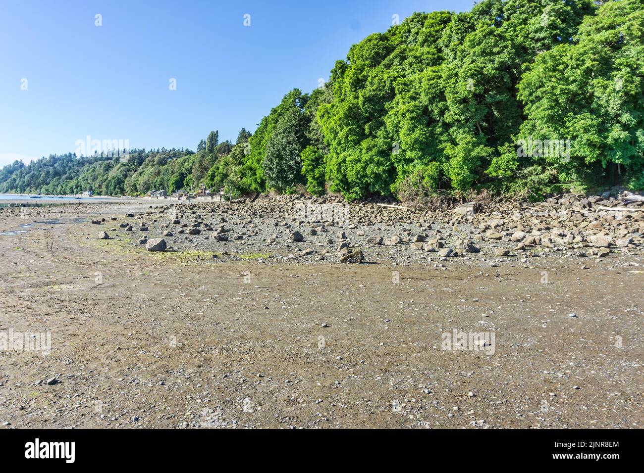 Trees line the shore at Des Moines, Washington. The tide is low Stock