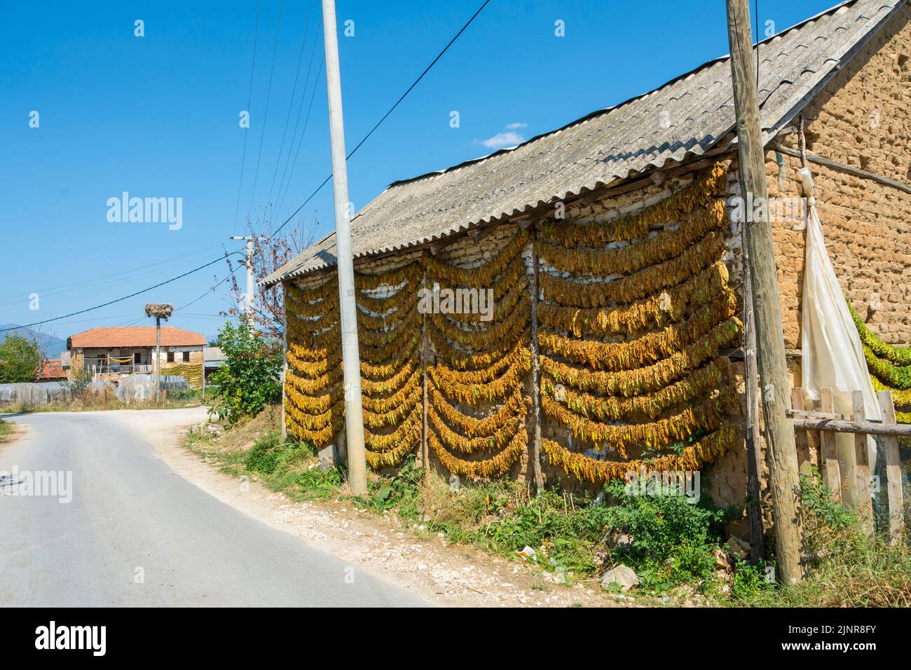 Drying strings of tobacco leaves on a barn in village Kostinci. Municipality of Dolneni, North Macedonia. Stock Photo