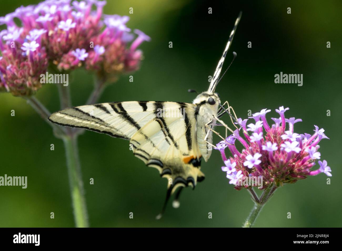 Iphiclides podalirius, Scarce Swallowtail Butterfly, Nectaring on Flower, Verbena bonariensis, Butterfly flower, Close up Stock Photo