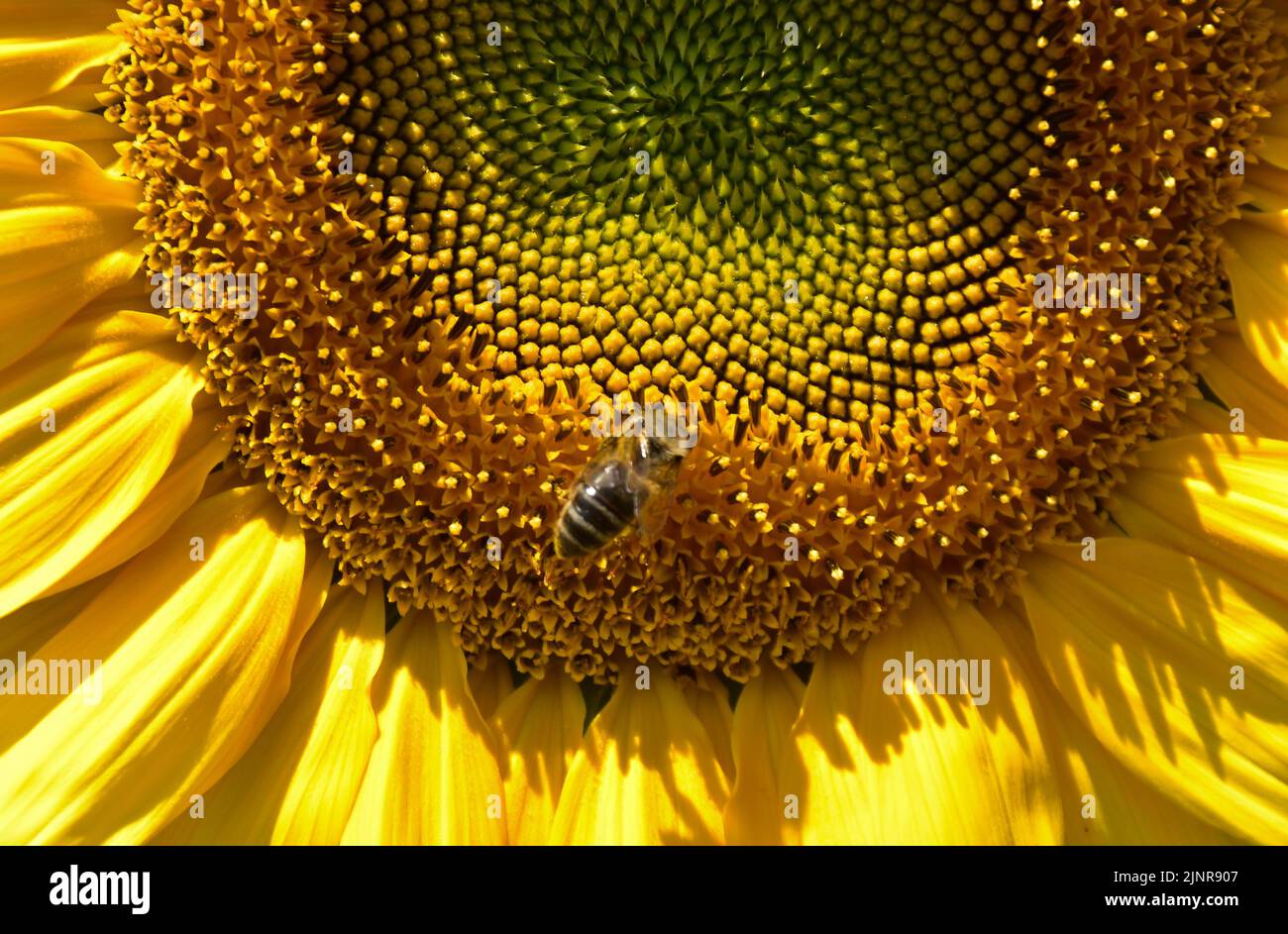 Sunflower field compton down farm hires stock photography and images