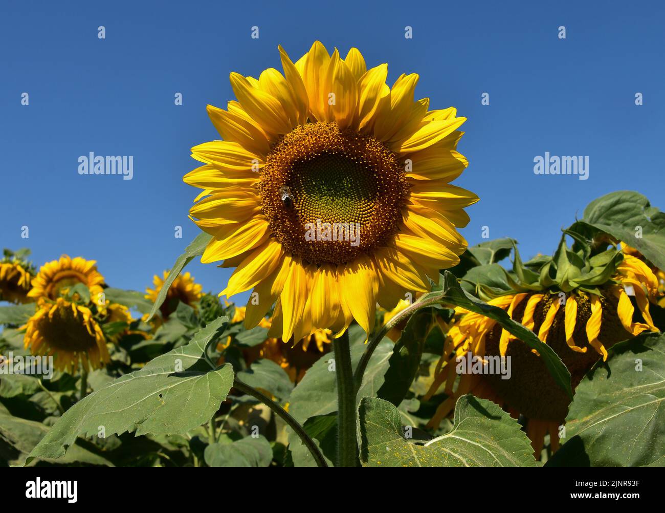 Compton down farm sunflower field hires stock photography and images