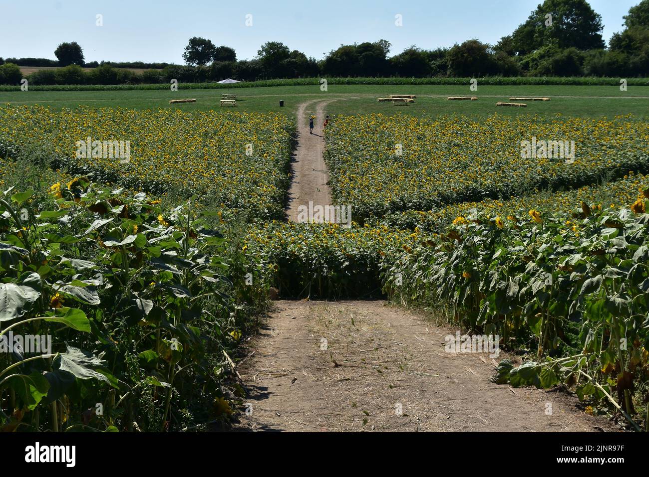 Sunflower field compton down farm hires stock photography and images
