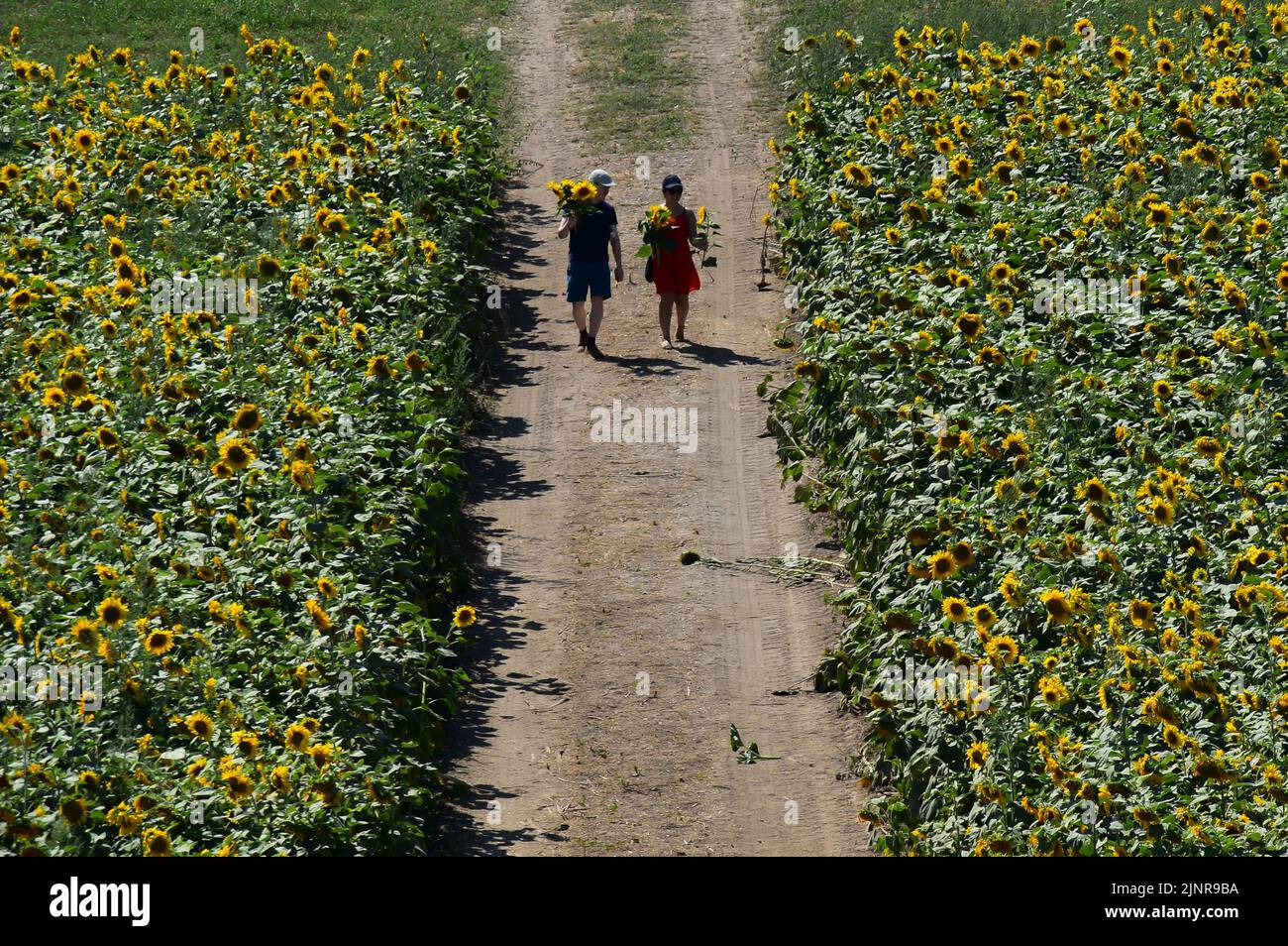 Compton down farm shop sunflowers hires stock photography and images