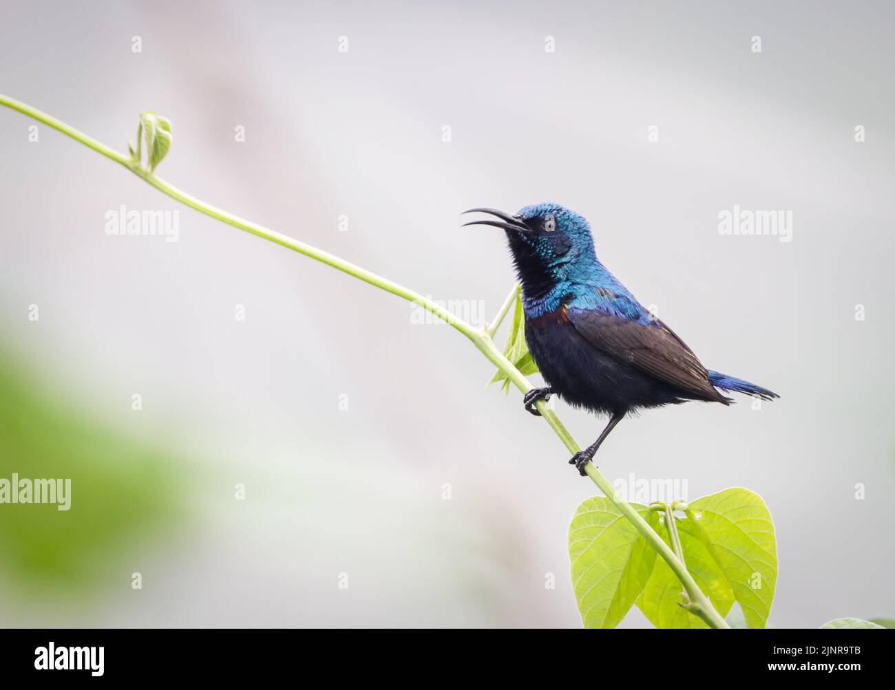Purple sunbird (Male).Purple Sunbirds are small, nectar-feeding birds that belong to the sunbird family. Stock Photo