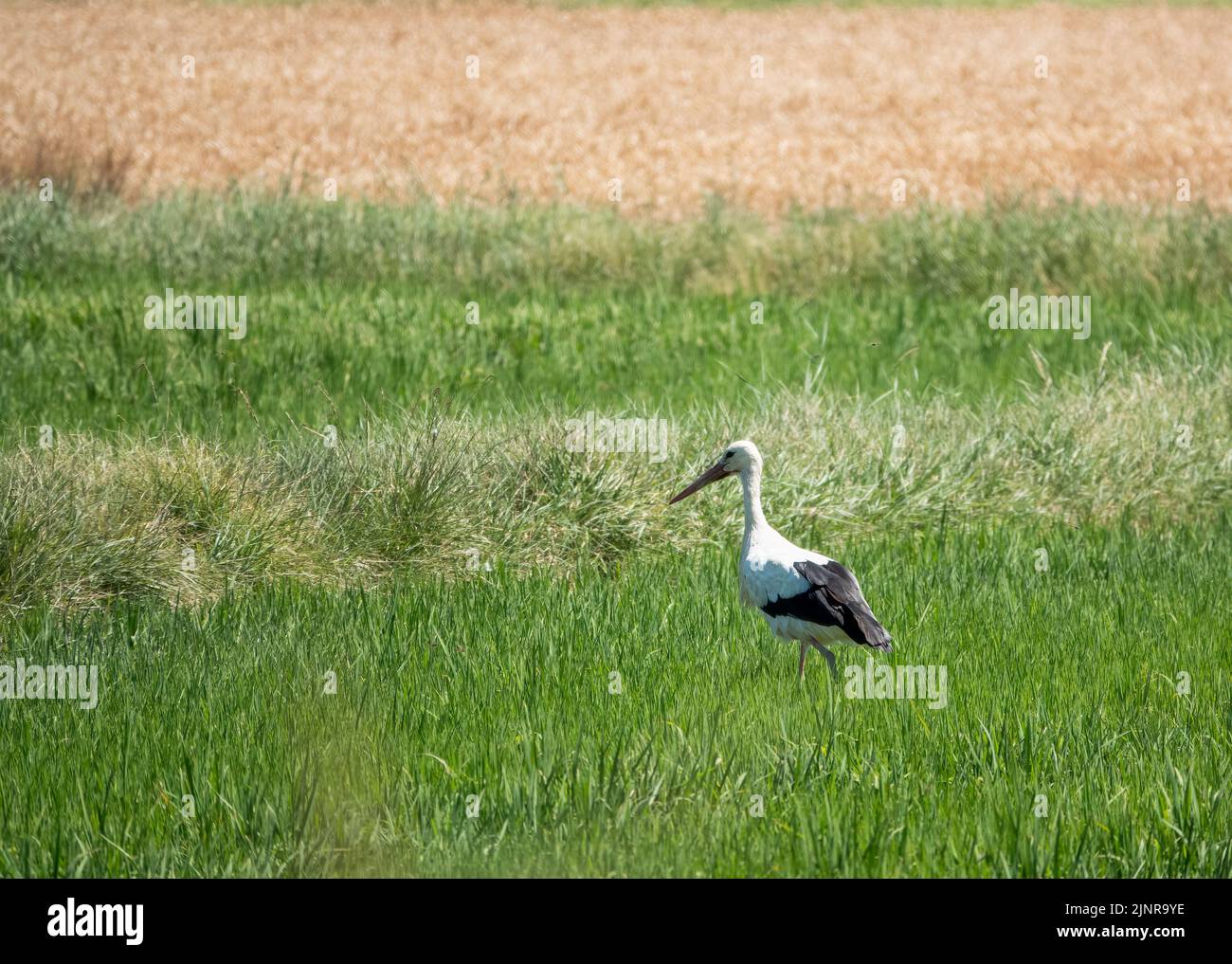 a white stork (Ciconia ciconia) hunting in a rice field Stock Photo