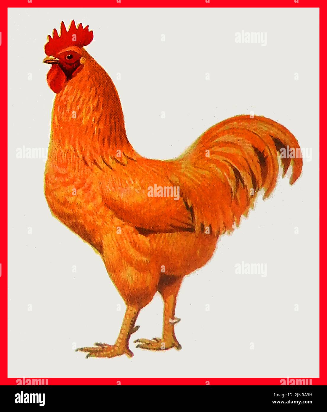 BREEDS OF POULTRY - A 1940's coloured image of a Buff Rock cock Stock Photo