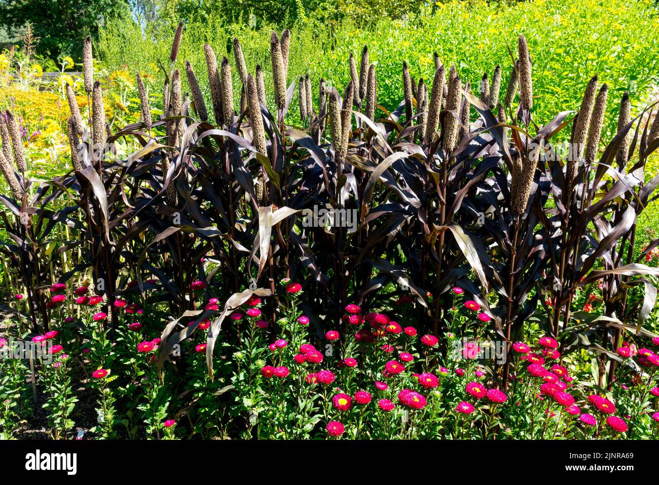 Pearl Millet plant, Pennisetum 'Purple Majesty' in garden August flower bed Stock Photo