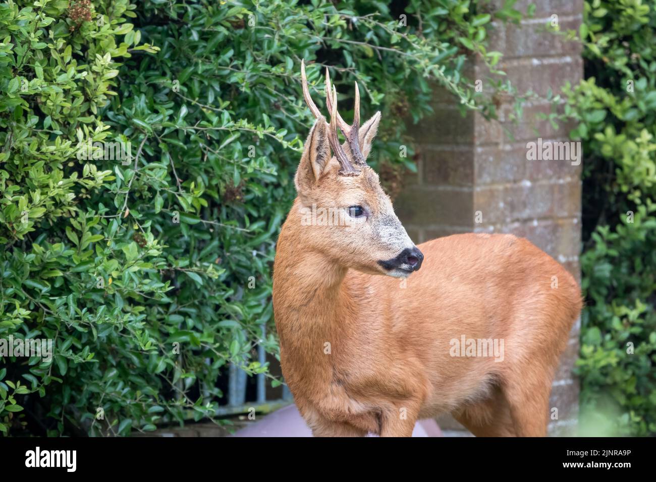 detailed close-up of a wild roe deer buck (Capreolus capreolus) in a domestic garden Stock Photo