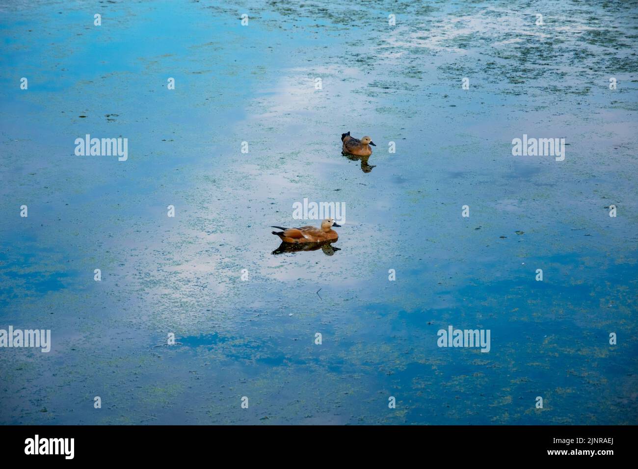 ducks swim in a pond overgrown with duckweed Stock Photo Alamy
