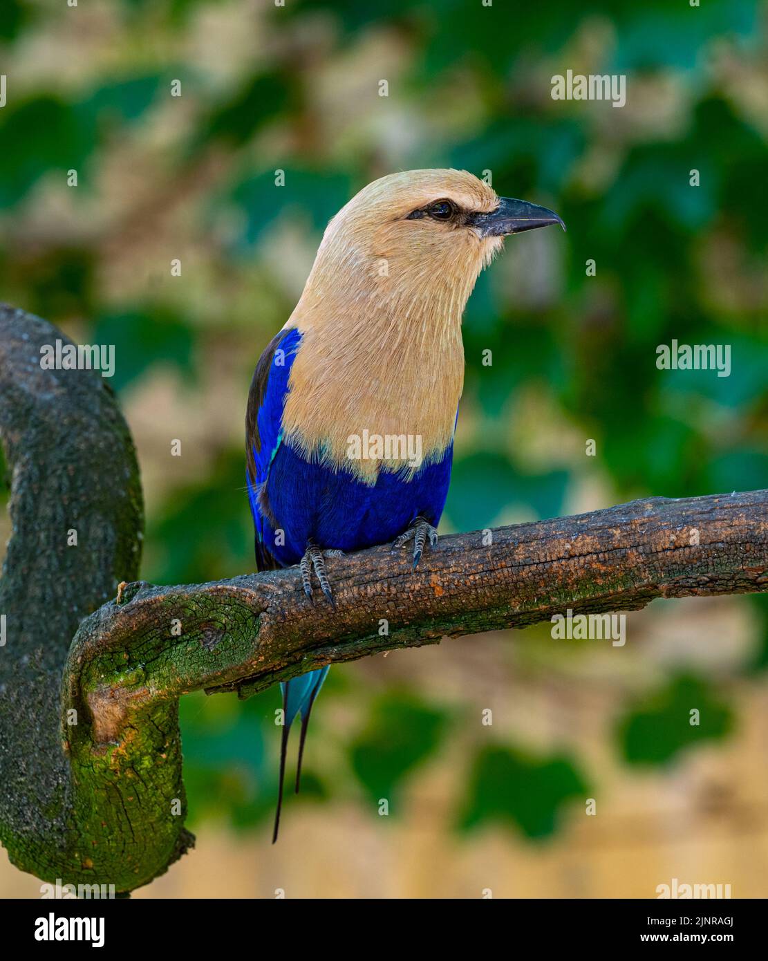 The Blue-Bellied Roller (Coracias cyanogaster), a colorful bird native to West Africa Stock Photo