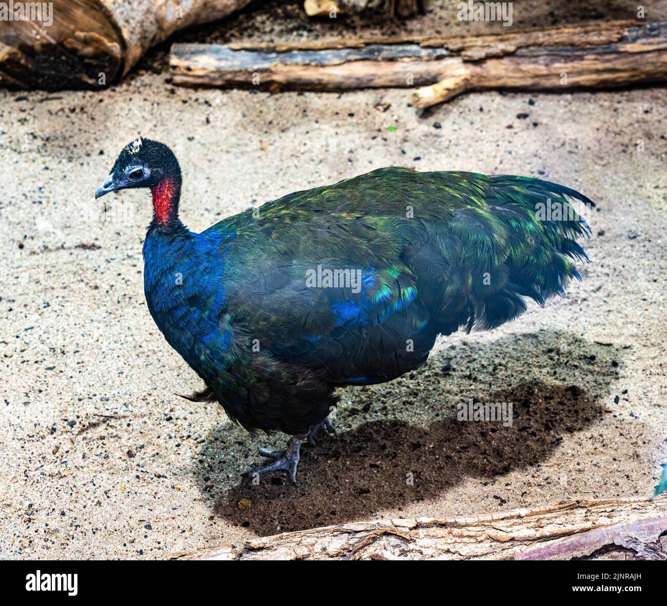 The Congo peafowl (Afropavo congensis), also known as the African