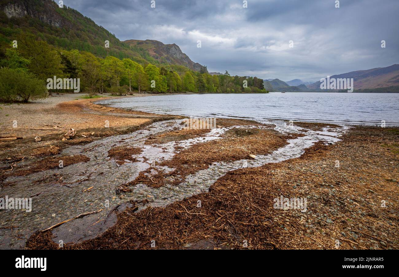 Looking south across Calfclose Bay on the eastern shore of Derwent Water, Lake District, England Stock Photo