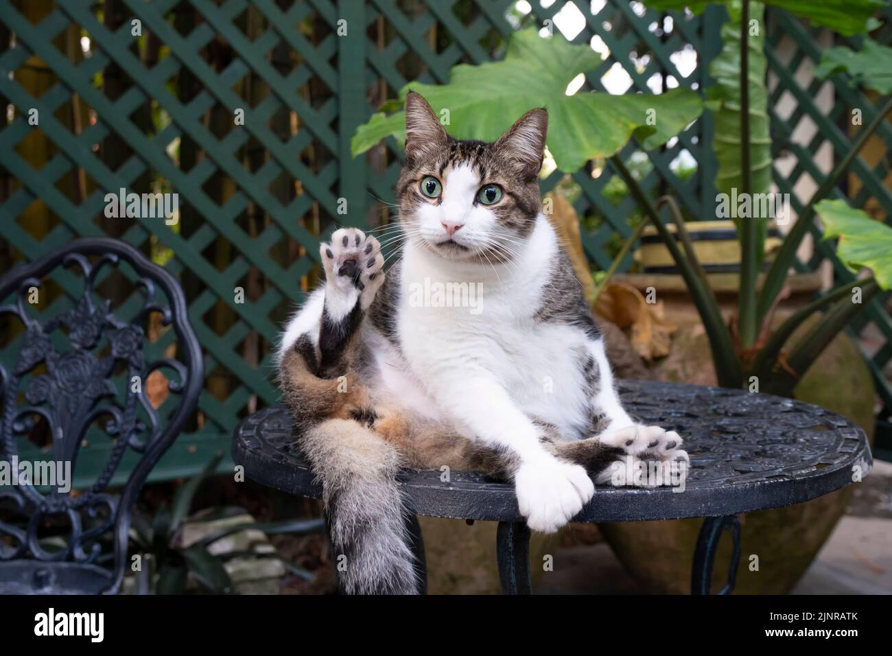 Billie Holiday, one of 61 cats living at the Ernest Hemingway Home and Museum in Key West, Florida, takes a break in the home’s rear garden. Stock Photo