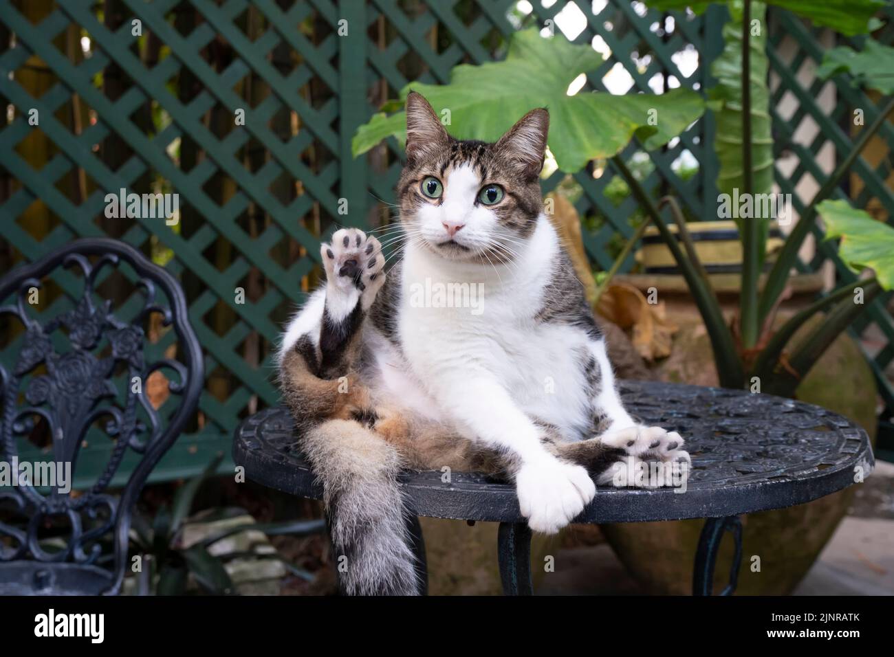 Poldactyl hi res stock photography and images alamy