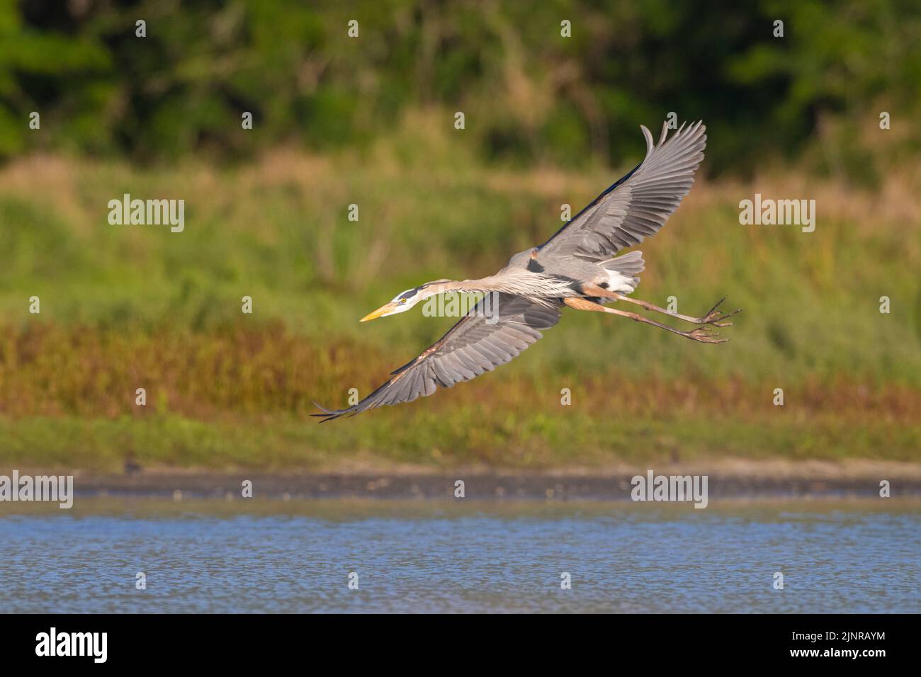 Great Blue Heron (Ardea herodias) flying low along the Myakka River. Myakka River State Park, Florida. Stock Photo