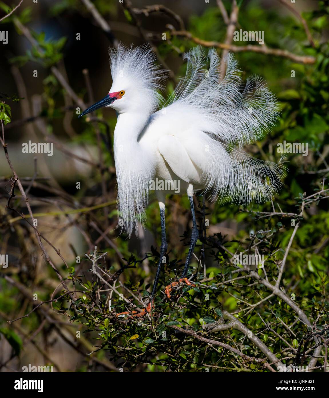 Snowy Egret (Egretta thula). Displaying in a rookery.  St. Augustine, Florida. Stock Photo