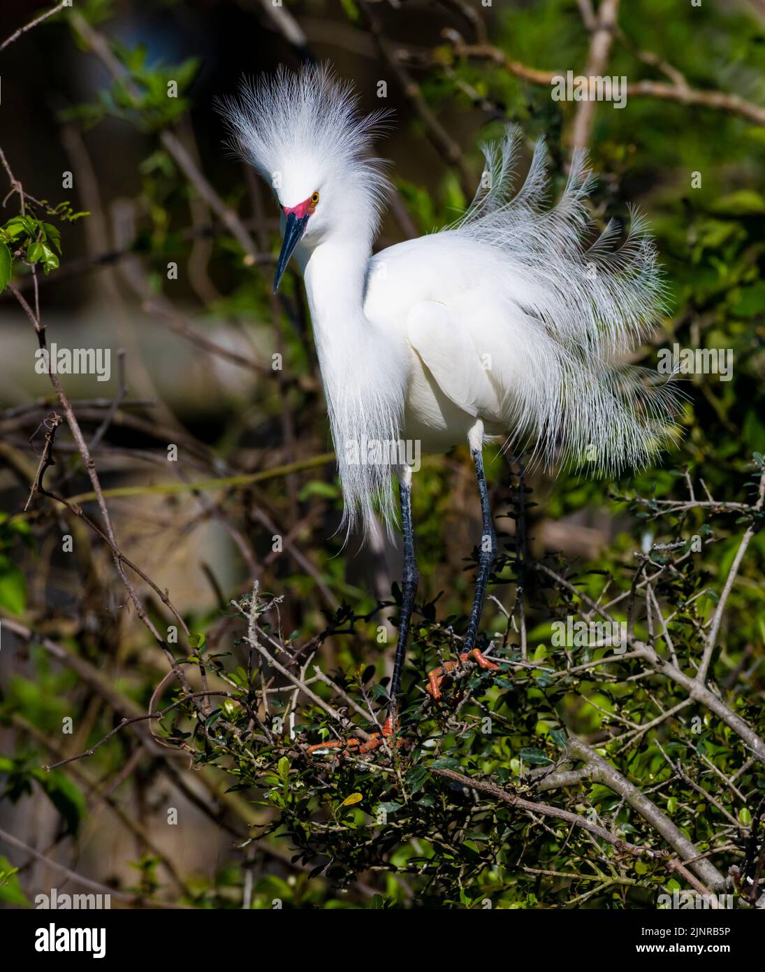 Snowy Egret (Egretta thula). Displaying in a rookery. St. Augustine, Florida. Stock Photo