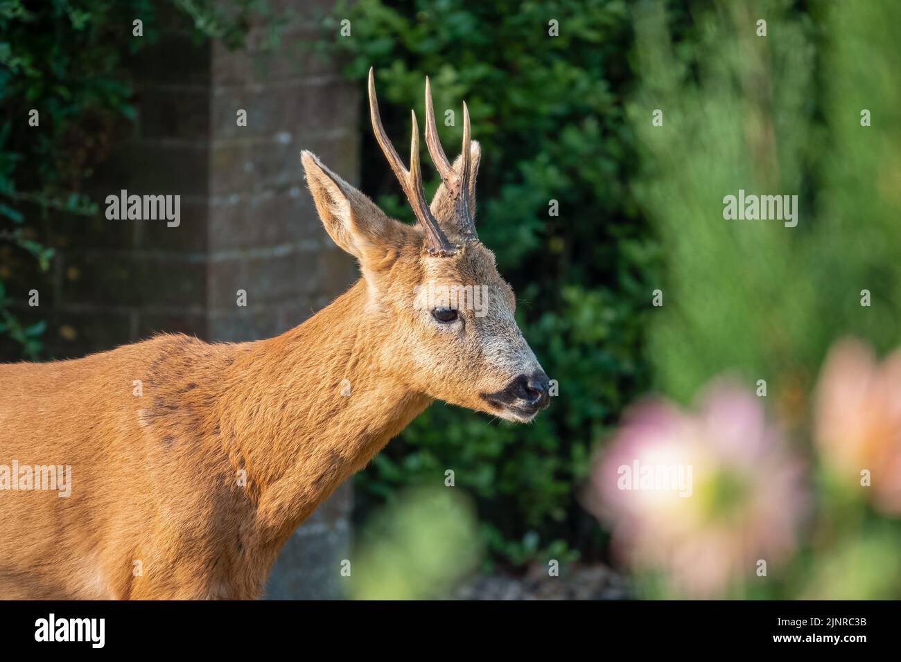 detailed close-up of a wild roe deer buck (Capreolus capreolus) in a domestic garden Stock Photo