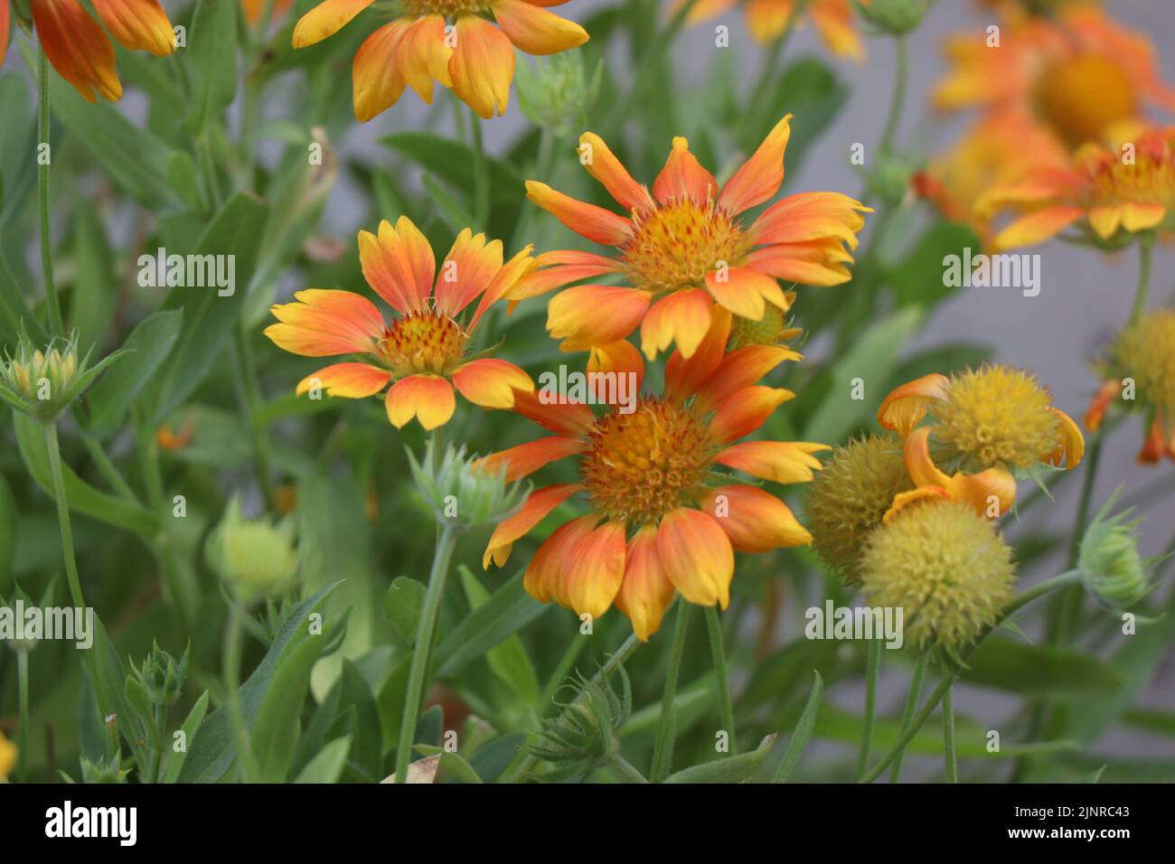 Blooming flower Gaillardia Mesa Peach or Gaillardia x Grandiflora Mesa Peach (Blanket Flower) Stock Photo