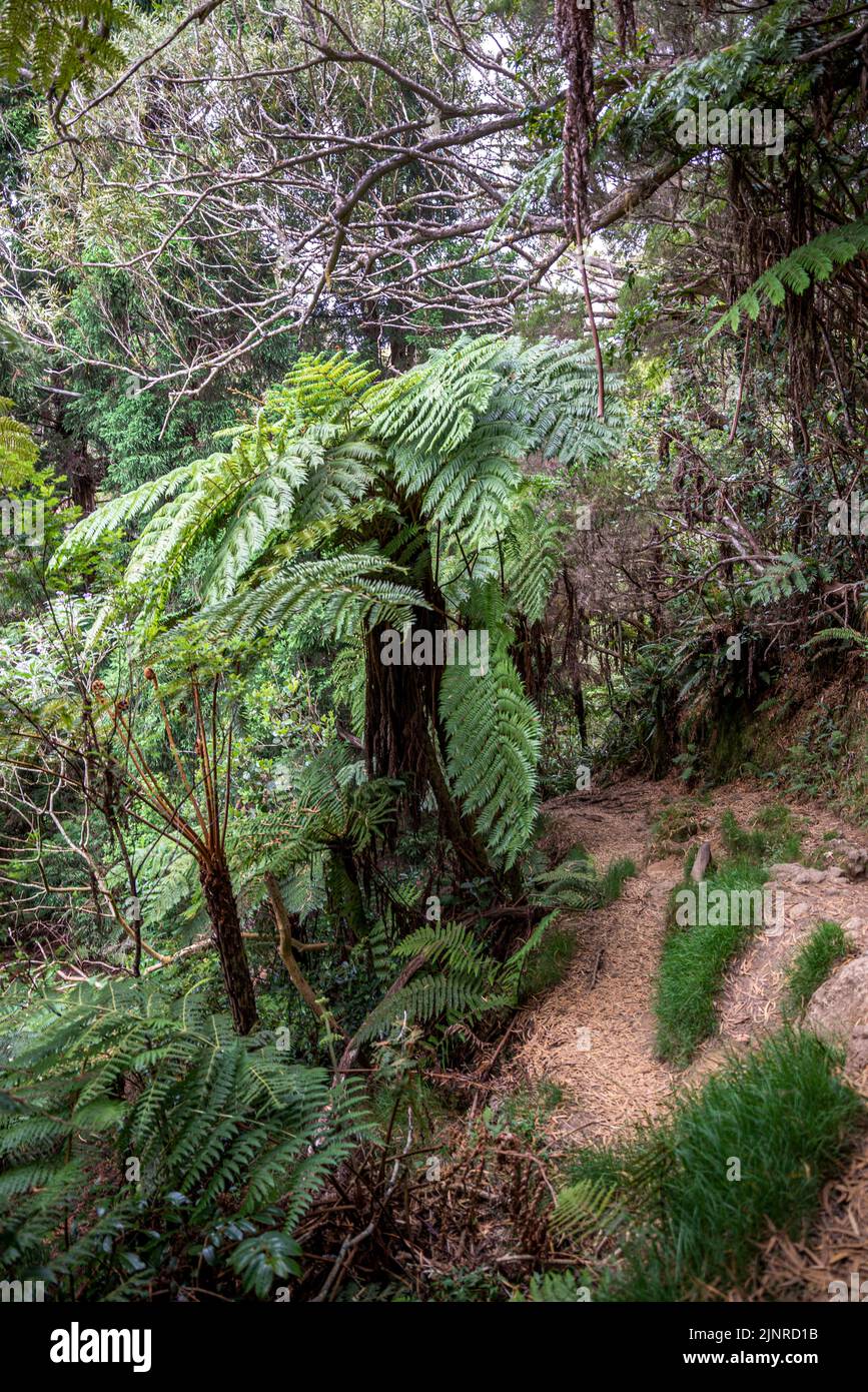 Belouve tropical forest in Réunion Island, France Stock Photo