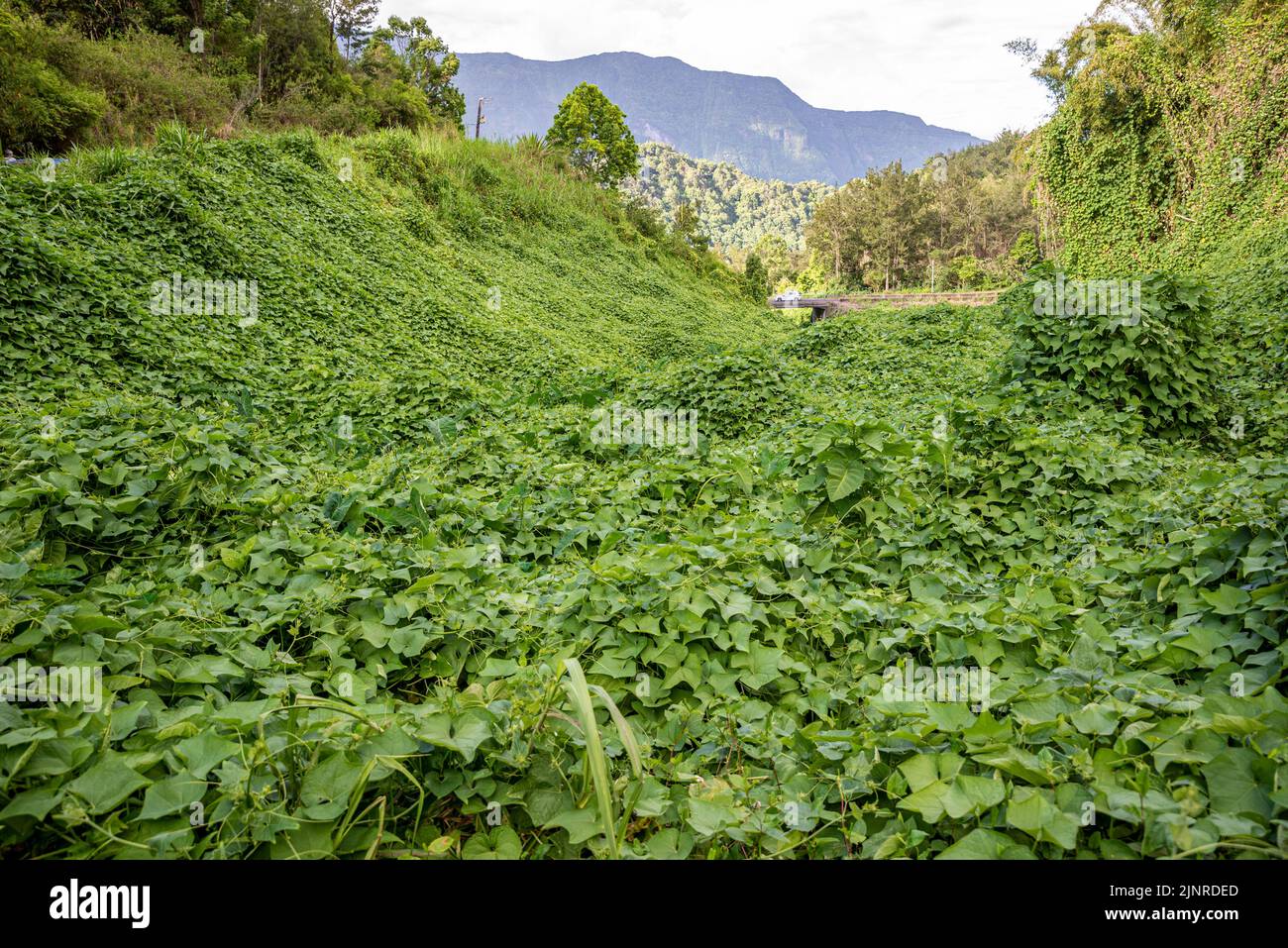 Lush green vegetation in Réunion Island, France Stock Photo