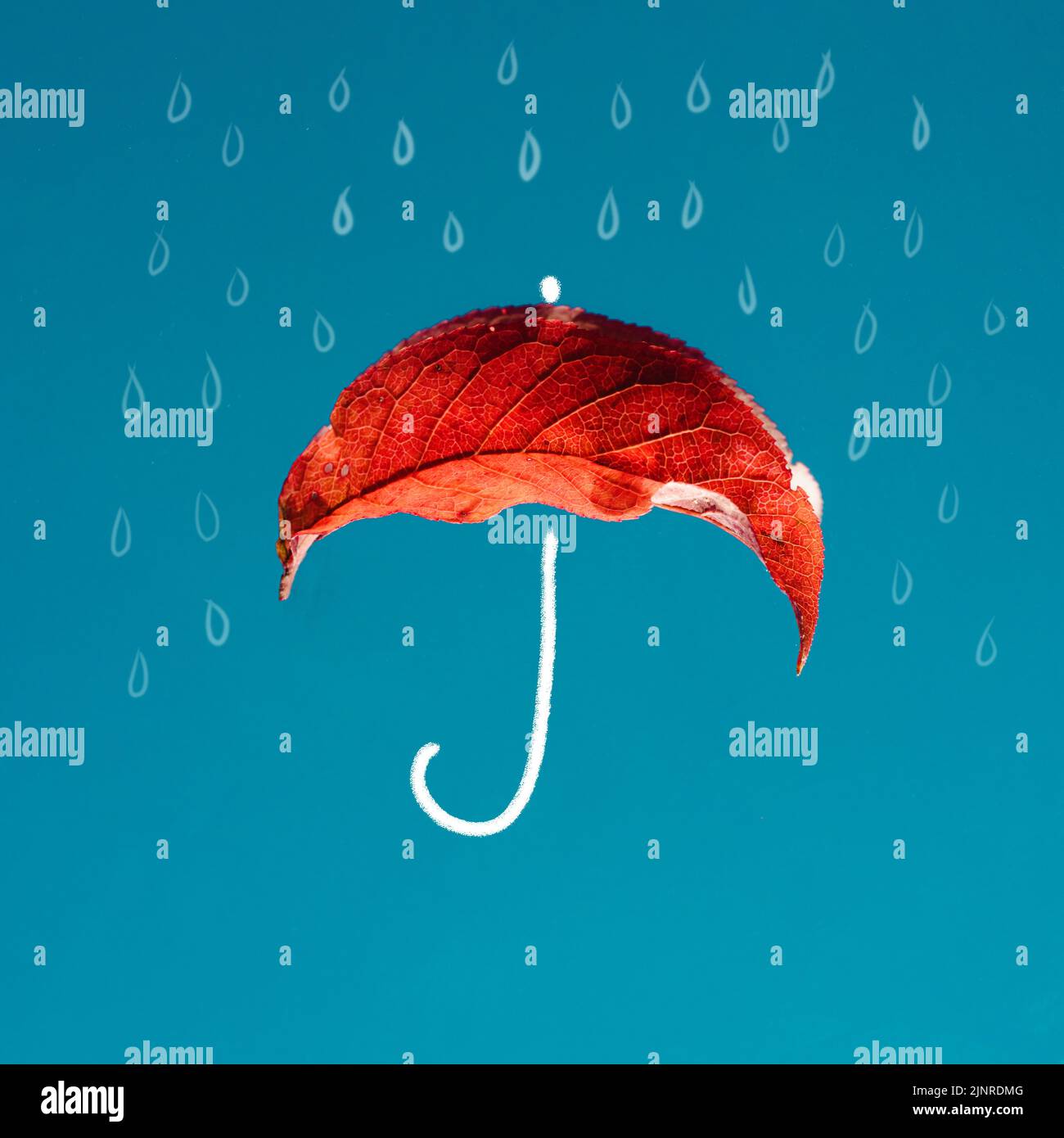 Red leaf in the form of an umbrella and painted raindrops Creative concept of autumn, fall and rainy Stock Photo