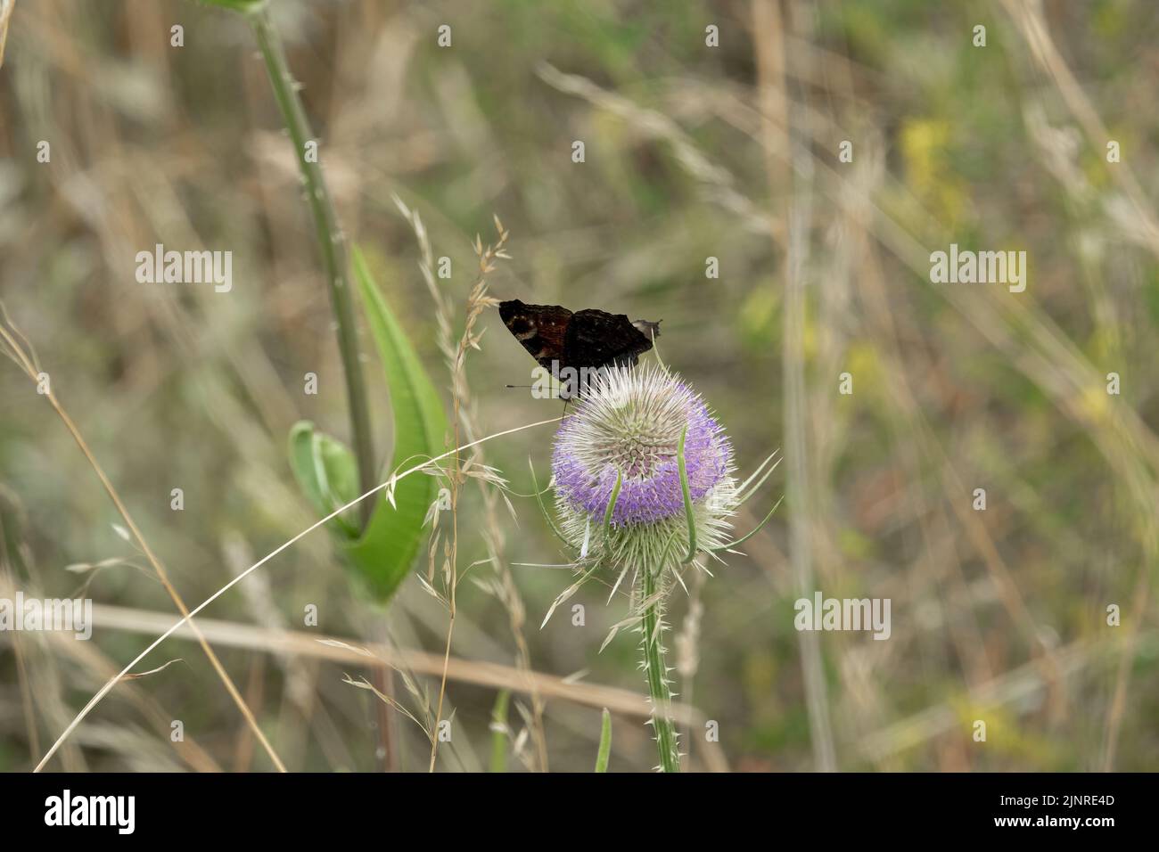 close-up of a Peacock butterfly (Inachis io) feeding on a Wild teasel (Dipsacus fullonum) Stock Photo