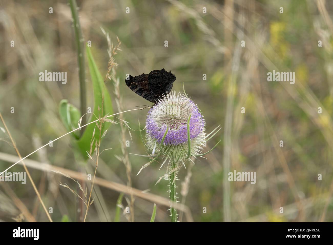 close-up of a Peacock butterfly (Inachis io) feeding on a Wild teasel (Dipsacus fullonum) Stock Photo