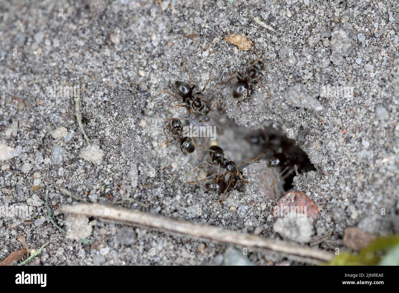 Black ants coming out of their nest, anthills in the ground. Stock Photo