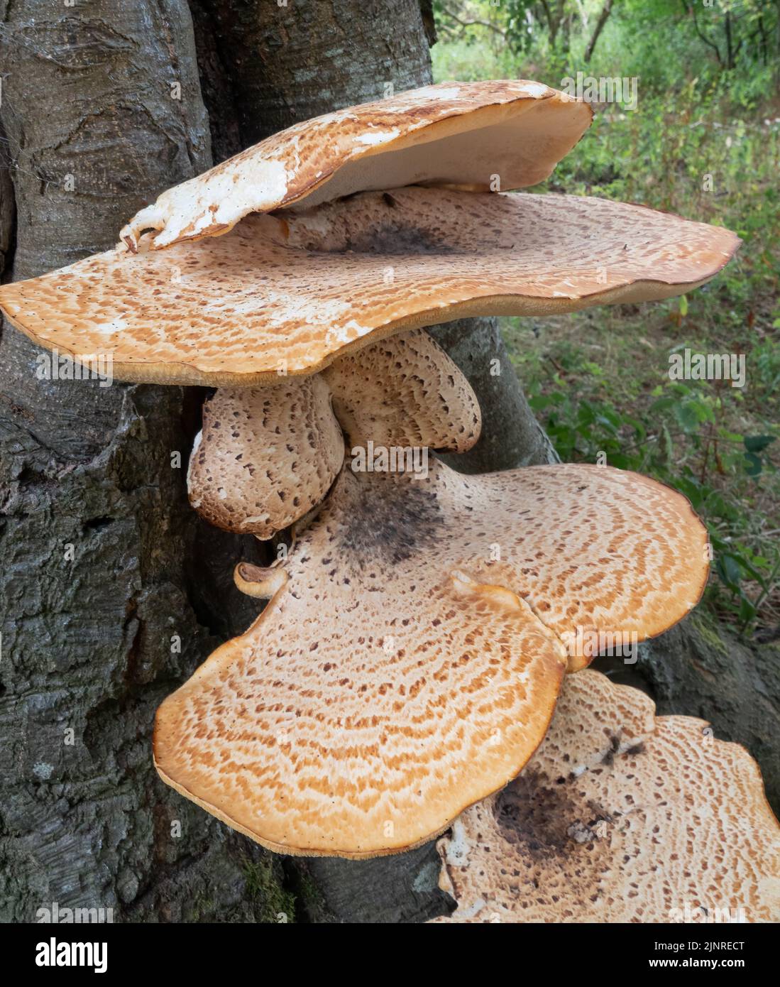close up of Cerioporus, Polyporus squamosus is a basidiomycete bracket fungus, with common names including dryad's saddle and pheasant's back Stock Photo