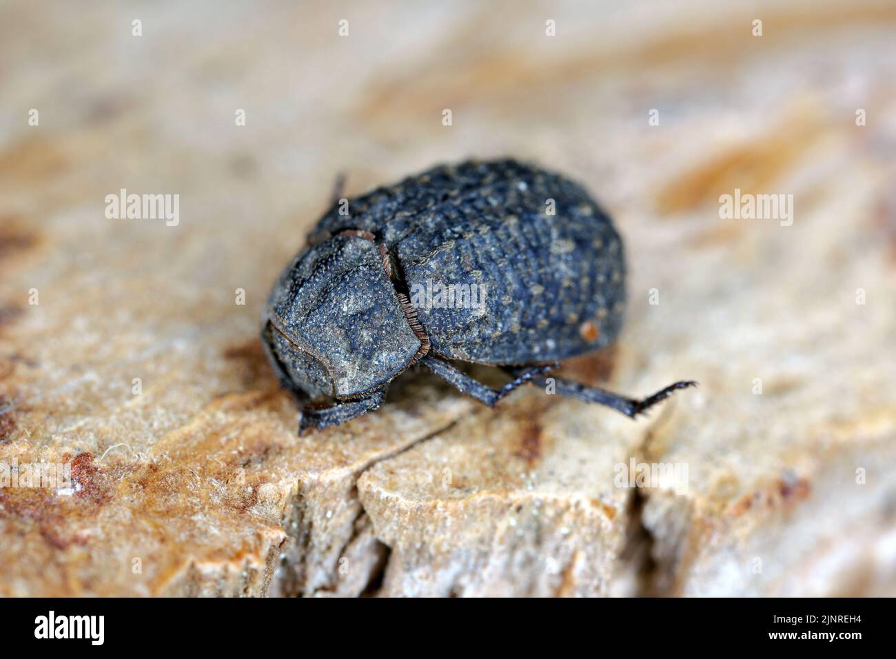 Hide Beetle (Trox sp.) on stone. Stock Photo