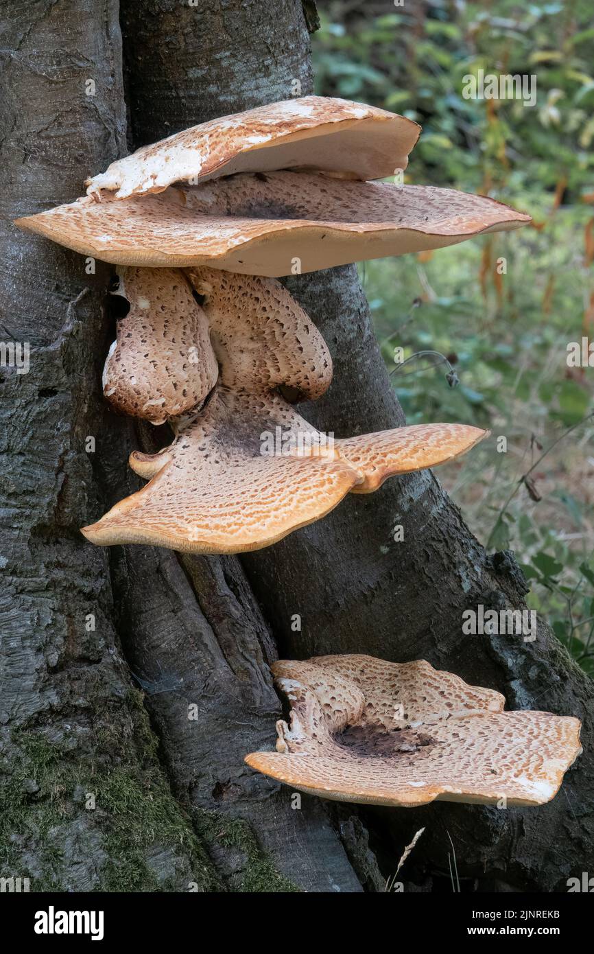 close up of Cerioporus, Polyporus squamosus is a basidiomycete bracket fungus, with common names including dryad's saddle and pheasant's back Stock Photo