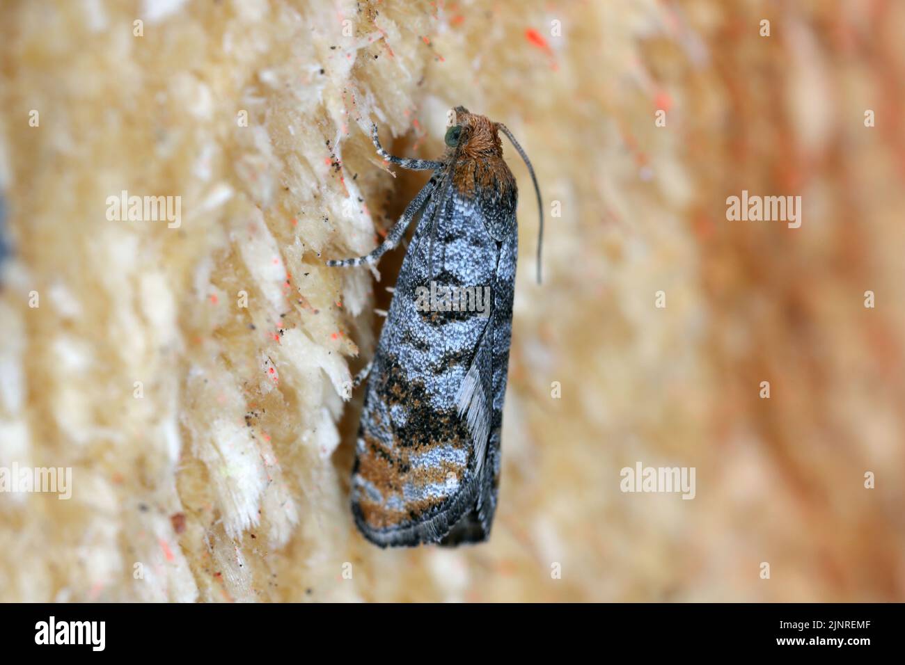 Pine Bud Moth (Pseudococcyx turionella), caterpillars are pests of pine trees in forests and gardens. Stock Photo
