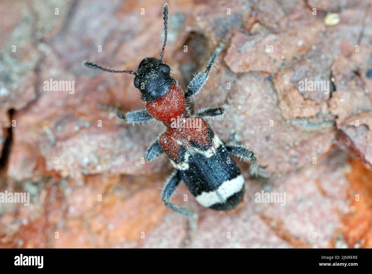 The ant beetle - Thanasimus formicarius, also known as the European red-bellied clerid. Stock Photo