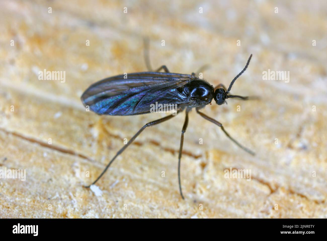 Macro image of a Dark-winged Fungus Gnat (Sciaridae) on wood. Stock Photo