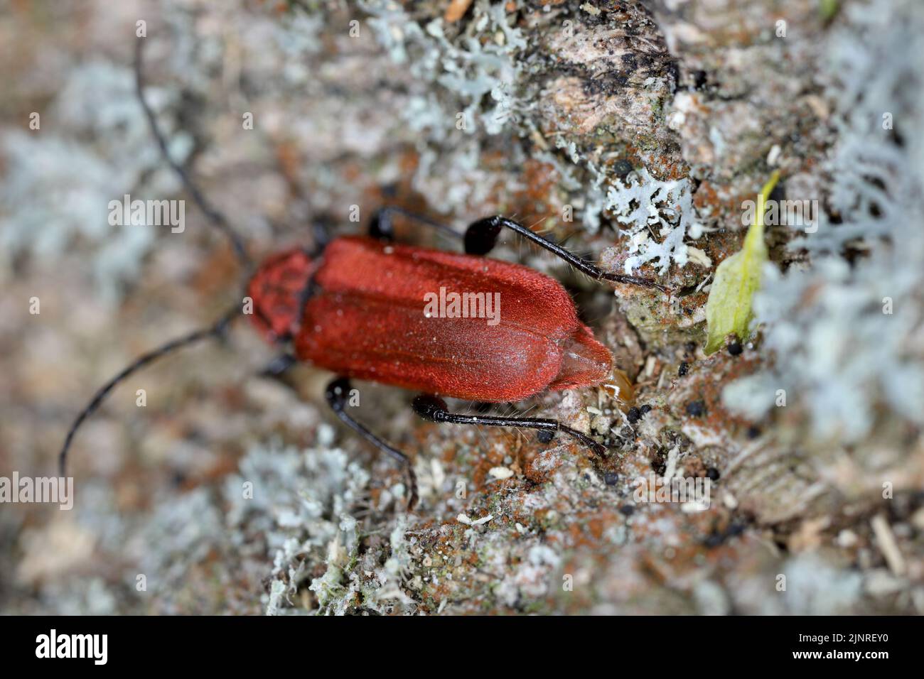 Scarletcoated longhorn beetle, Welsh oak longhorn beetle (Pyrrhidium