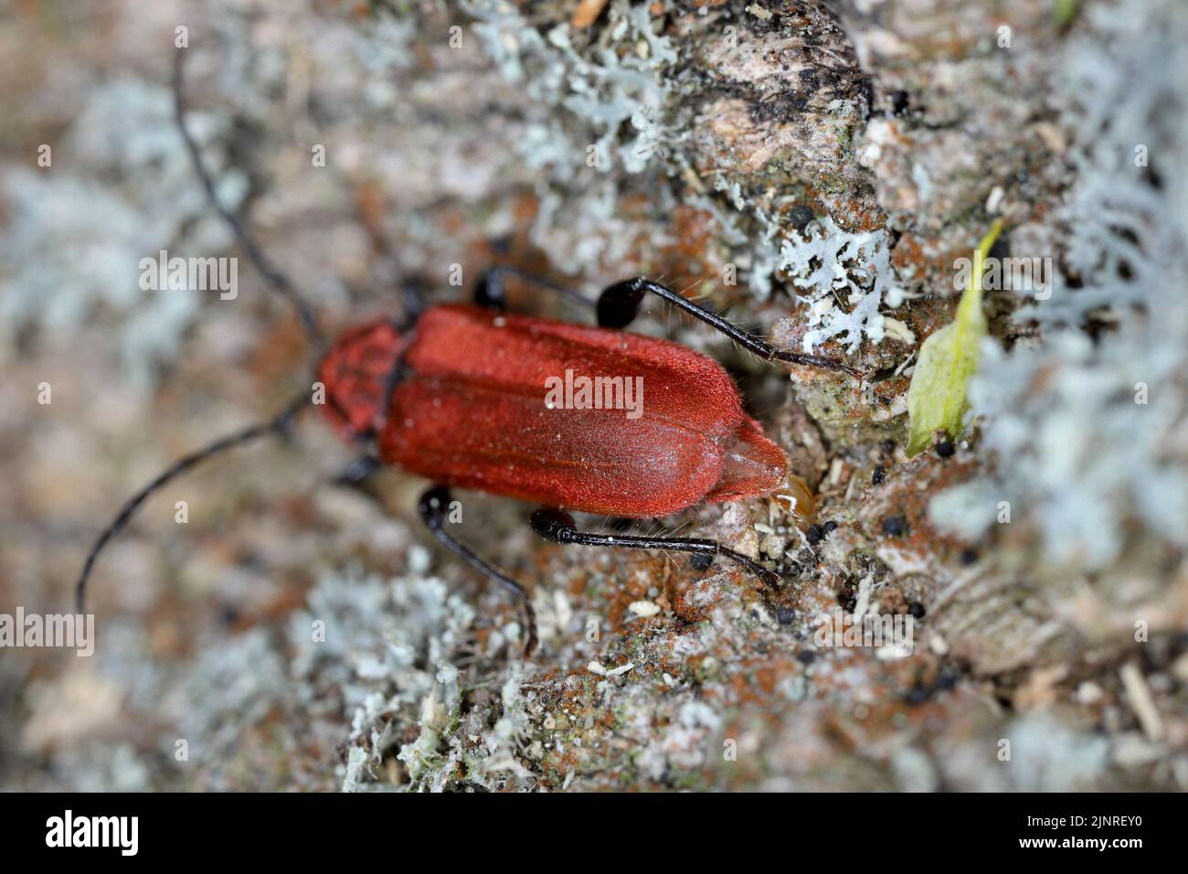 Scarlet-coated longhorn beetle, Welsh oak longhorn beetle (Pyrrhidium ...