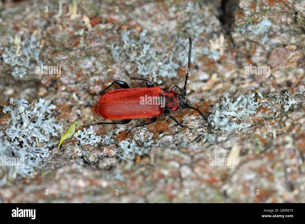 Scarlet-coated longhorn beetle, Welsh oak longhorn beetle (Pyrrhidium sanguineum). A female laying eggs on wood. Stock Photo